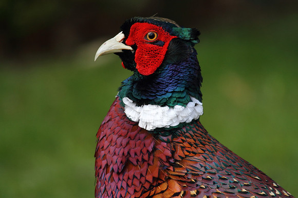 Pheasant