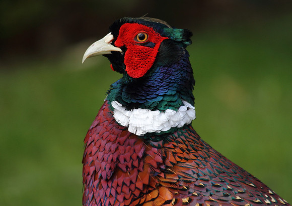 Pheasant