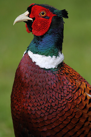 Pheasant