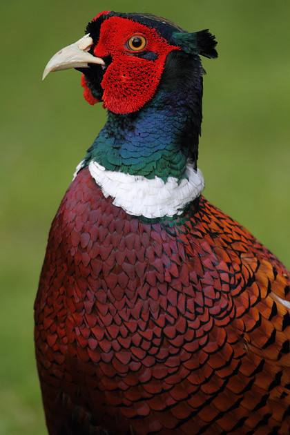 Pheasant
