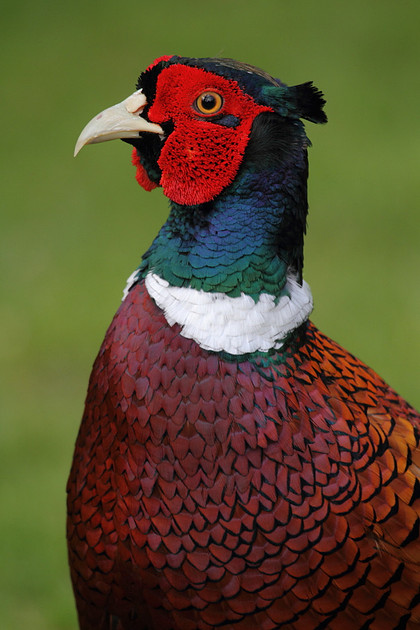Pheasant