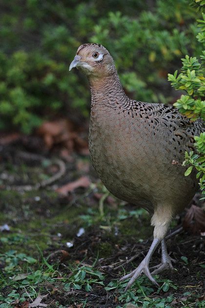 Pheasant (female)