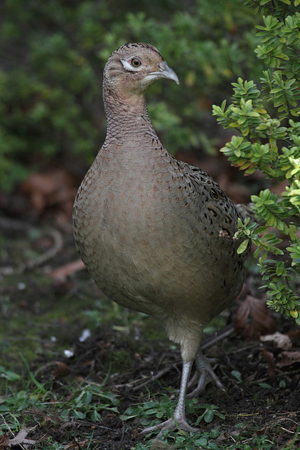 Pheasant (female)