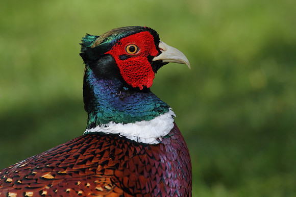 Pheasant