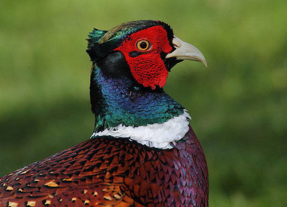 Pheasant