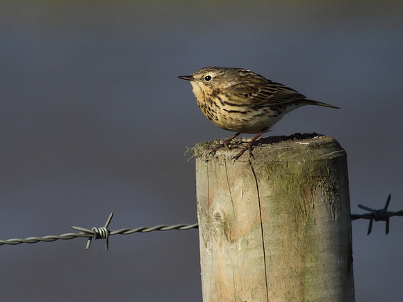 Meadow Pipt