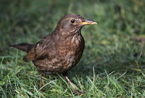 Female Blackbird