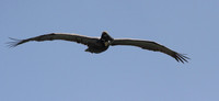 Brown Pelican