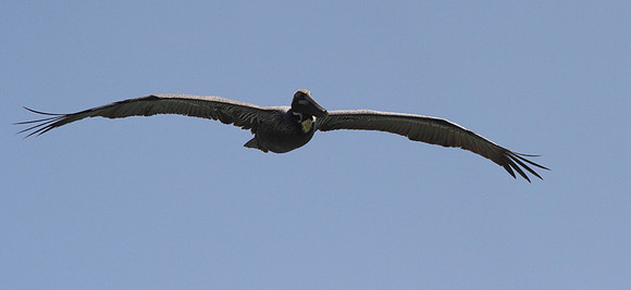 Brown Pelican