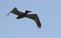 Brown Pelican