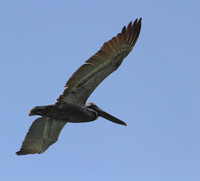 Brown Pelican