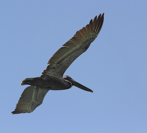 Brown Pelican
