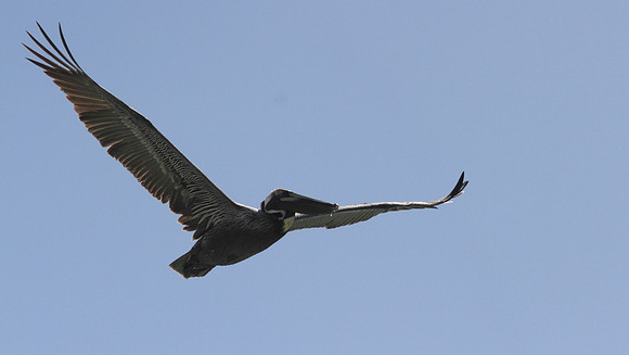 Brown Pelican