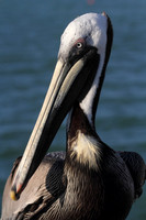 Brown Pelican