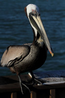 Brown Pelican