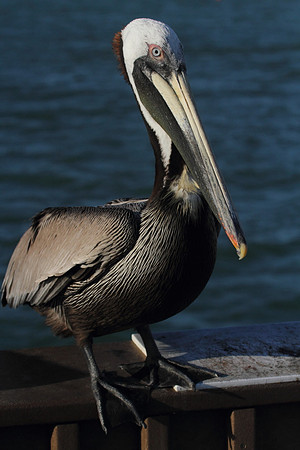Brown Pelican