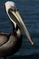 Brown Pelican