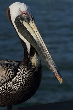 Brown Pelican