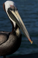 Brown Pelican