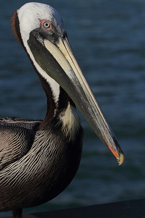 Brown Pelican
