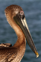 Brown Pelican