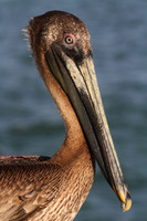 Brown Pelican