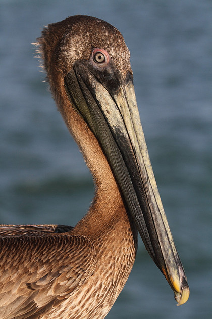 Brown Pelican