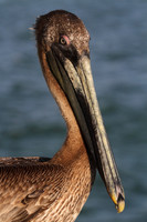 Brown Pelican