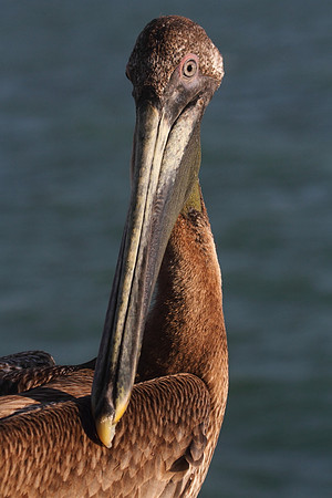 Brown Pelican