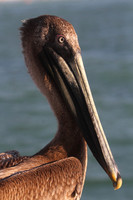 Brown Pelican