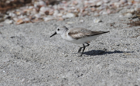 Sanderling