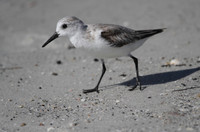 Sanderling