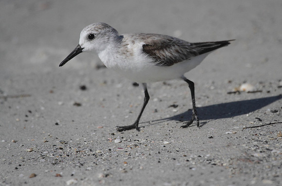 Sanderling