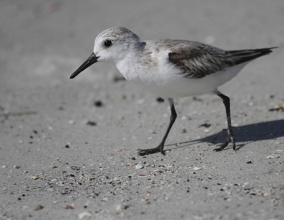 Sanderling