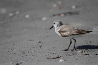 Sanderling