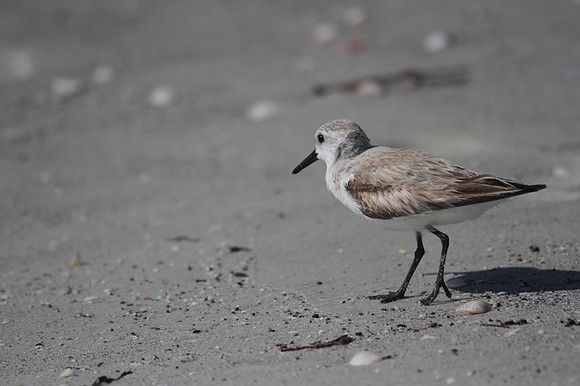 Sanderling