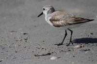 Sanderling