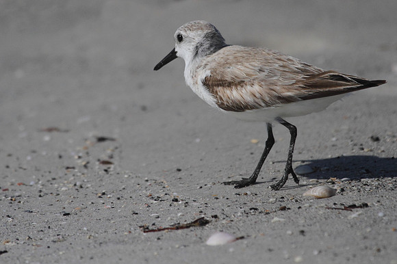 Sanderling
