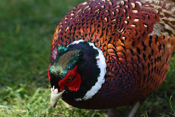Pheasant