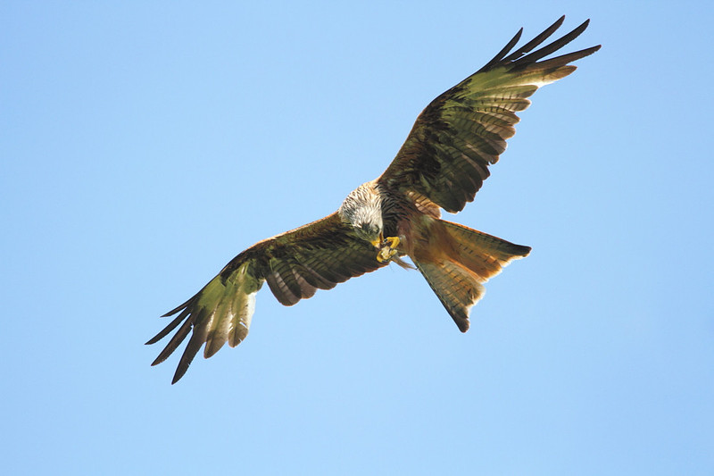 Red Kite