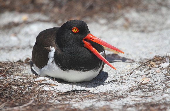 American Oystercatcher