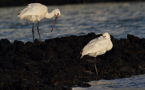 Spoonbills