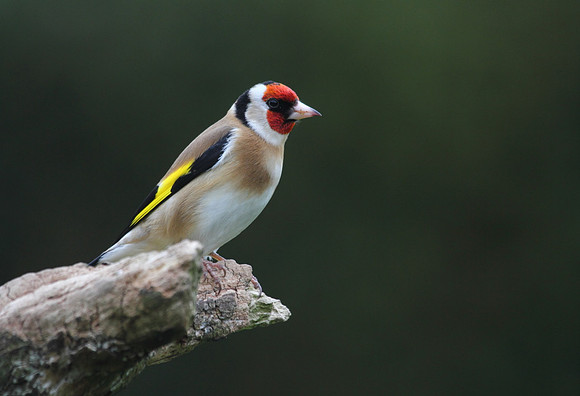 Goldfinch