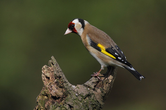 Goldfinch