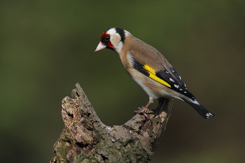 Goldfinch