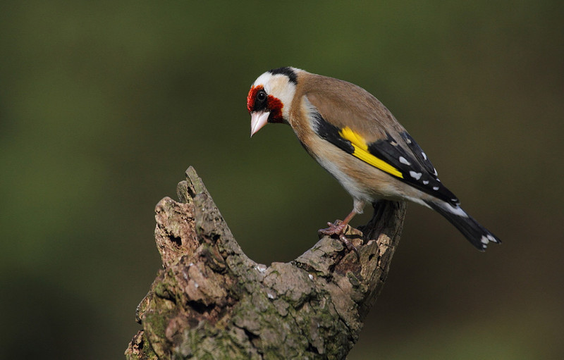 Goldfinch