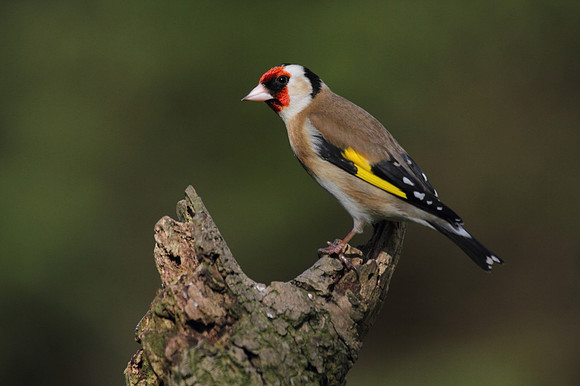 Goldfinch