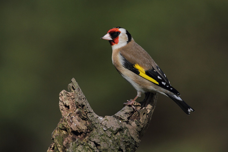 Goldfinch
