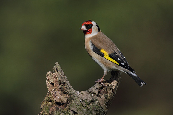 Goldfinch