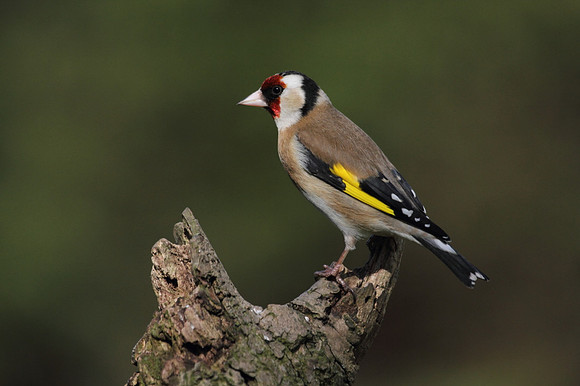 Goldfinch